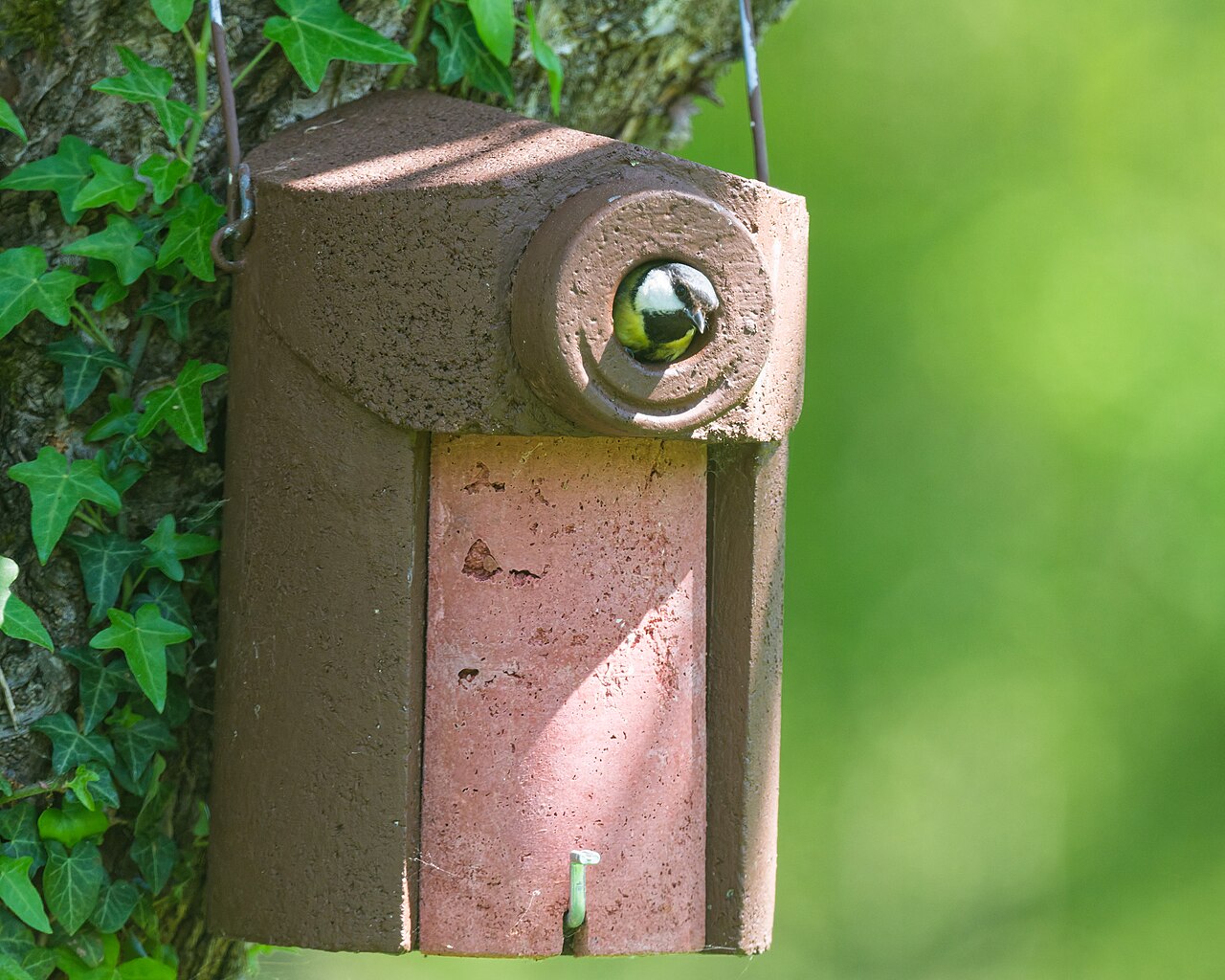 Kohlmeise schaut aus dem Flugloch eines Nistkastens aus Holzbeton, der an einem efeubewachsenen Baumstamm hängt