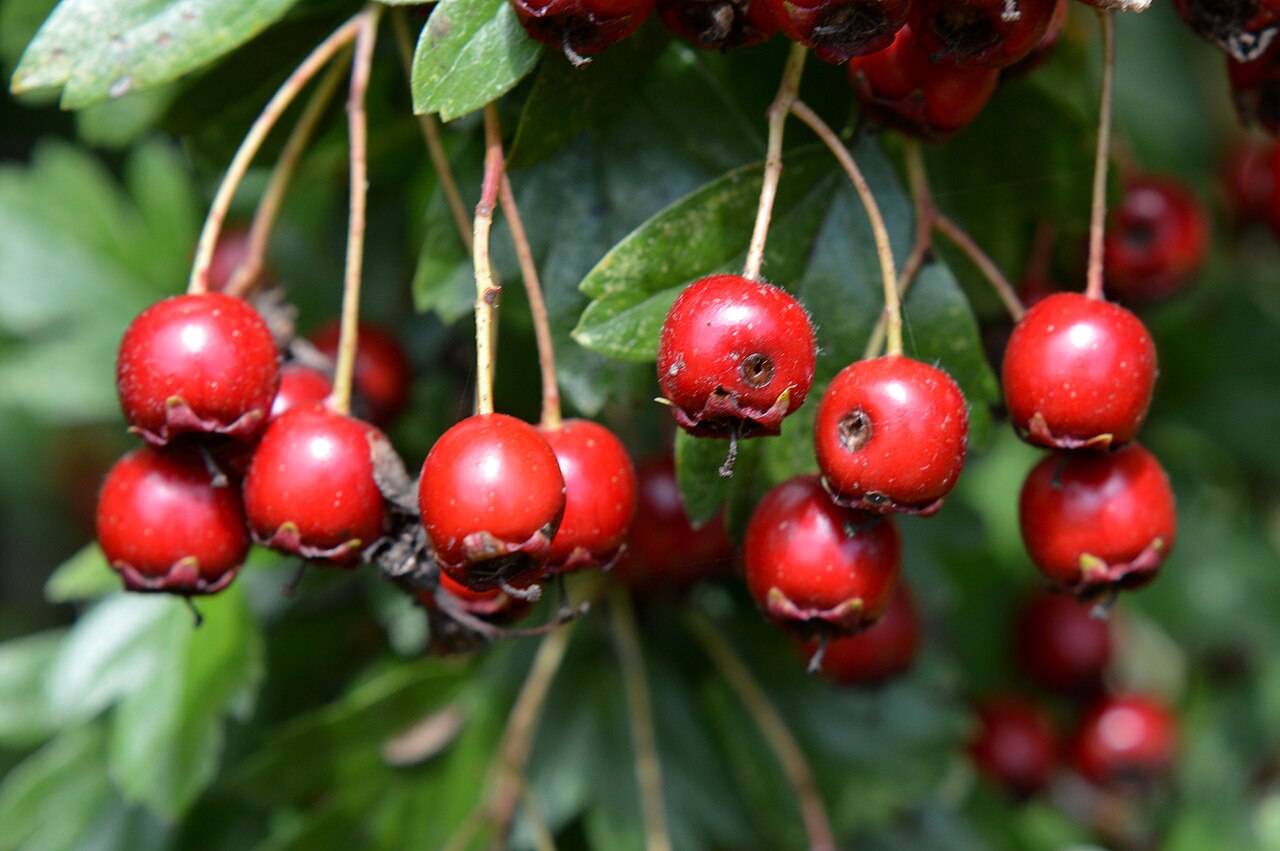 Rote Früchte des Weißdorns an einem Zweig