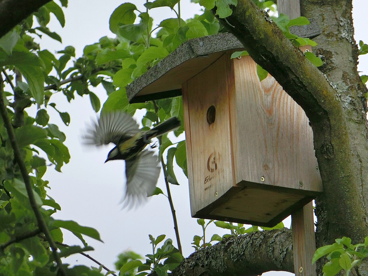 Kohlmeise fliegt von einem Nistkasten aus Holz, der in einem Obstbaum hängt
