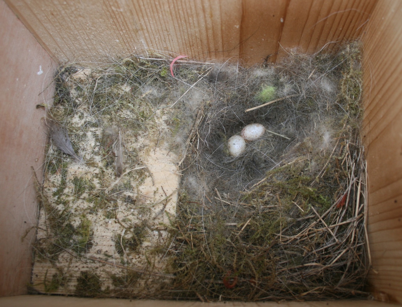 Blick in einen geöffneten Nistkasten mit Meisennest aus Moos und Tierhaaren und zwei Eiern
