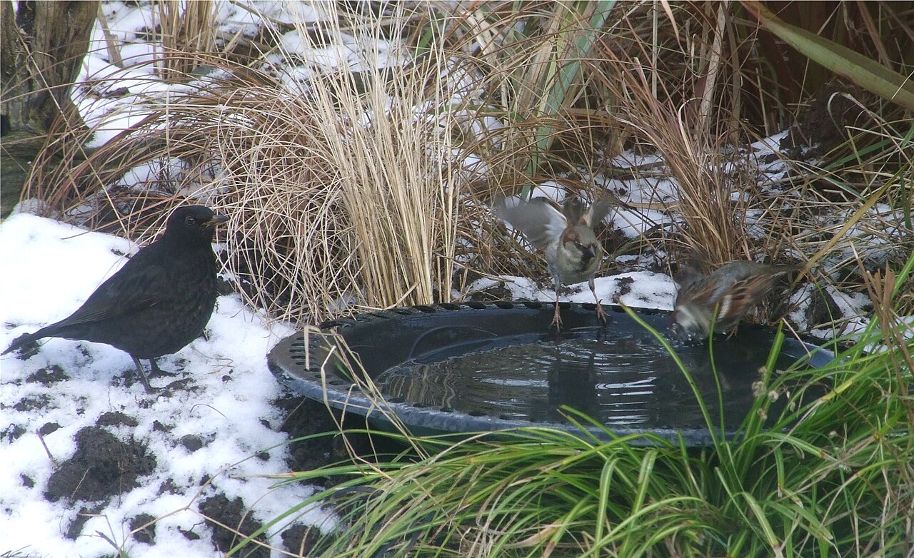 Amsel und zwei Spatzen an einer Vogeltränke im Schnee